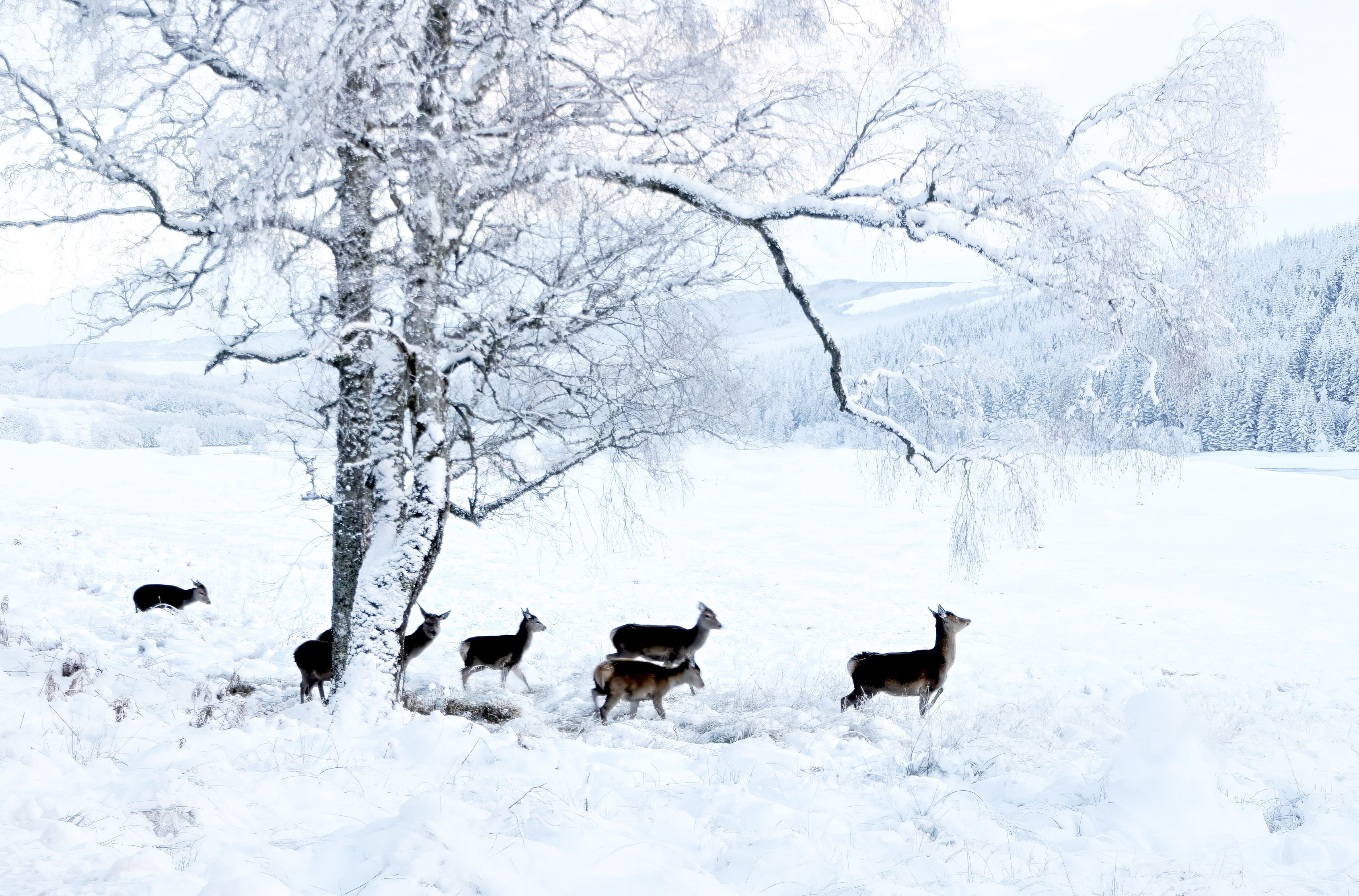Red deer hinds standing in a grassy meadow