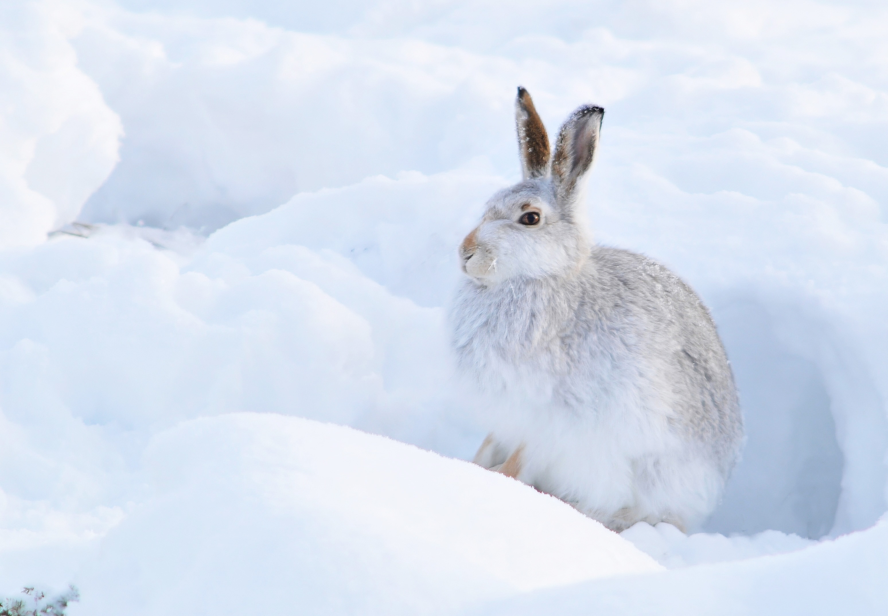 Mountain hare poised in snow against a soft sunrise